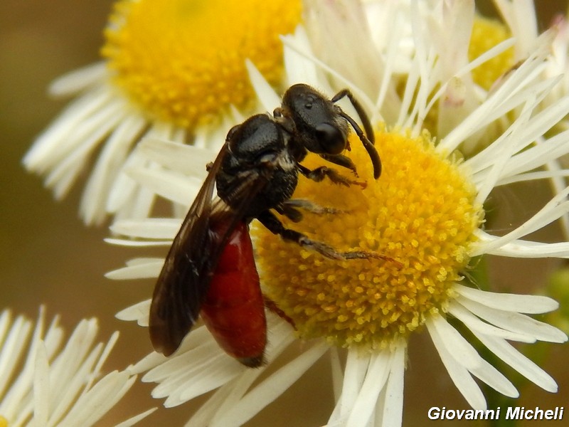 Hymenoptera del Parco del Ticino